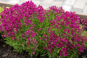 Torskemund'Fantasista Rose', Løvemund-lignende små blomster i rosenrød med hvid midte.