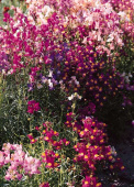 Torskemund 'Fairy Bouquet'