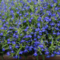 Kantlobelia F1 'Masterpiece Blue with Eye', Meget kompakte, ensartede tuer, tæt oversået af dybt blå blomster med hvidt øje. 