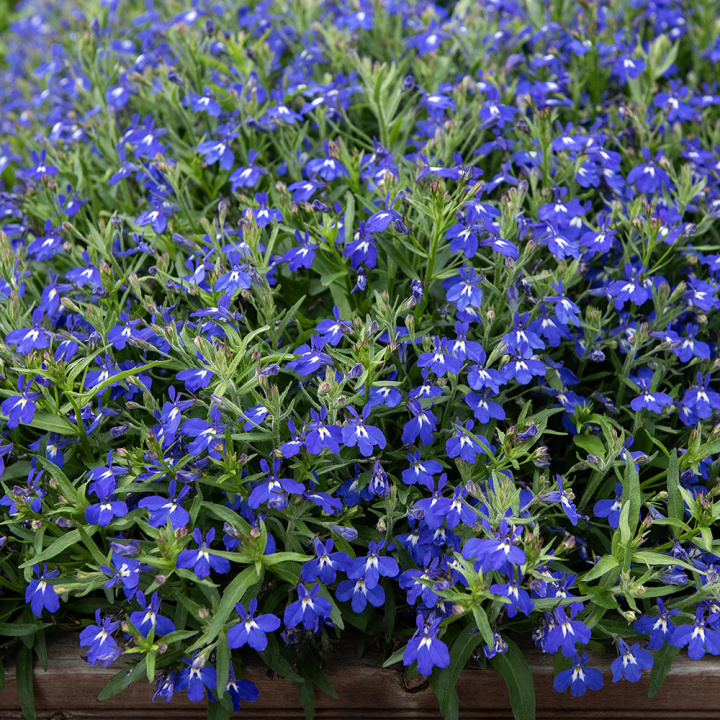 Kantlobelia F1 'Masterpiece Blue with Eye', Meget kompakte, ensartede tuer, tæt oversået af dybt blå blomster med hvidt øje. 