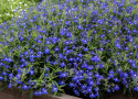 Kantlobelia F1 'Masterpiece Blue with Eye', Meget kompakte, ensartede tuer, tæt oversået af dybt blå blomster med hvidt øje. 