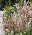 Rubingræs 'Silver Queen', Fantastisk udsmykning til blandede beplantninger, krukker og snit.
