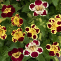 Erythranthe 'Tigrinus Grandiflorus',  elfenbenshvid, gyldengul og dyb bordeaux med forskellige mønstre og pletter i svælget.