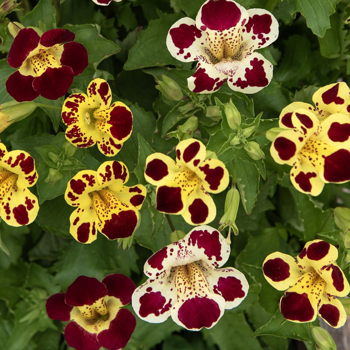 Erythranthe 'Tigrinus Grandiflorus', elfenbenshvid, gyldengul og dyb bordeaux med forskellige mønstre og pletter i svælget.