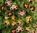 Erythranthe 'Tigrinus Grandiflorus',  elfenbenshvid, gyldengul og dyb bordeaux med forskellige mønstre og pletter i svælget.