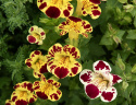 Erythranthe 'Tigrinus Grandiflorus',  elfenbenshvid, gyldengul og dyb bordeaux med forskellige mønstre og pletter i svælget.