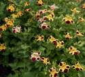 Erythranthe 'Tigrinus Grandiflorus',  elfenbenshvid, gyldengul og dyb bordeaux med forskellige mønstre og pletter i svælget.