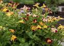 Erythranthe 'Tigrinus Grandiflorus',  elfenbenshvid, gyldengul og dyb bordeaux med forskellige mønstre og pletter i svælget.