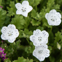 Plettet Øjeblomst, Iøjnefaldende småblomster i snehvid med drys af blåsorte prikker. Enkelte afvigelser kan forekomme.