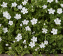 Plettet Øjeblomst, Iøjnefaldende småblomster i snehvid med drys af blåsorte prikker. Enkelte afvigelser kan forekomme.