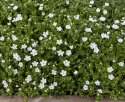 Plettet Øjeblomst, Iøjnefaldende småblomster i snehvid med drys af blåsorte prikker. Enkelte afvigelser kan forekomme.