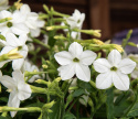 Tobaksblomst F1 'Saratoga White', Velduftende blomster i den reneste hvid over det lysegrønne løv.