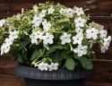 Tobaksblomst F1 'Saratoga White', Velduftende blomster i den reneste hvid over det lysegrønne løv.
