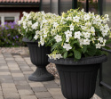 Tobaksblomst F1 'Saratoga White', Velduftende blomster i den reneste hvid over det lysegrønne løv.