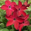 Tobaksblomst F1 'Saratoga Red', Velduftende, højrøde blomster i over de lysegrønne blade.