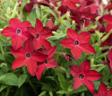 Tobaksblomst F1 'Saratoga Red', Velduftende, højrøde blomster i over de lysegrønne blade.