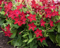 Tobaksblomst F1 'Saratoga Red', Velduftende, højrøde blomster i over de lysegrønne blade.