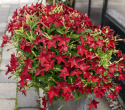 Tobaksblomst F1 'Saratoga Red', Velduftende, højrøde blomster i over de lysegrønne blade.