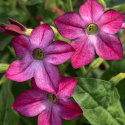 Tobaksblomst F1 'Saratoga Purple Bicolor', lav tobaksblomst. Velduftende blomster i purpurlilla med en hvid.