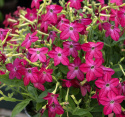 Tobaksblomst F1 'Saratoga Purple Bicolor', lav tobaksblomst. Velduftende blomster i purpurlilla med en hvid.
