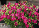 Tobaksblomst F1 'Saratoga Purple Bicolor', lav tobaksblomst. Velduftende blomster i purpurlilla med en hvid.