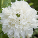 Opiumvalmue 'Yellow Peony', Pæonblomstrende valmue med store, fyldte, kridhvide blomster.
