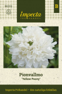Opiumvalmue 'Yellow Peony', Pæonblomstrende valmue med store, fyldte, kridhvide blomster.