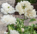 Opiumvalmue 'Yellow Peony', Pæonblomstrende valmue med store, fyldte, kridhvide blomster.