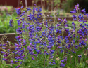 Rørblomst 'Twizzle Blue', Lysende safirblå blomster med lilla svælg i luftige spir på høje stilke over det tætte løv.