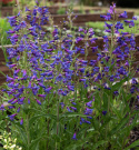 Rørblomst 'Twizzle Blue', Lysende safirblå blomster med lilla svælg i luftige spir på høje stilke over det tætte løv.
