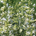 Rørblomst 'Twizzle White', Cremegule knopper, der udvikler sig til blændende hvide blomster i luftige spir på høje stilke over det tætte løv. 