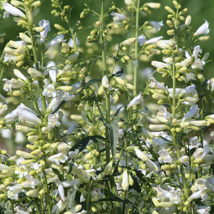 Rørblomst 'Twizzle White', Cremegule knopper, der udvikler sig til blændende hvide blomster i luftige spir på høje stilke over det tætte løv. 