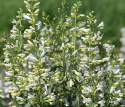 Rørblomst 'Twizzle White', Cremegule knopper, der udvikler sig til blændende hvide blomster i luftige spir på høje stilke over det tætte løv. 