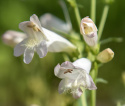 Rørblomst 'Twizzle White', Cremegule knopper, der udvikler sig til blændende hvide blomster i luftige spir på høje stilke over det tætte løv. 