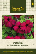 Petunia F1 'Supercascade Burgundy', enkelte blomster i dyb bordeauxrød med mørkere årer og svælg i fin kontrast.