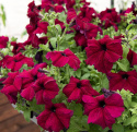Petunia F1 'Supercascade Burgundy', enkelte blomster i dyb bordeauxrød med mørkere årer og svælg i fin kontrast.