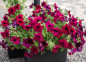 Petunia F1 'Supercascade Burgundy', enkelte blomster i dyb bordeauxrød med mørkere årer og svælg i fin kontrast.