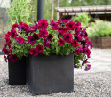 Petunia F1 'Supercascade Burgundy', enkelte blomster i dyb bordeauxrød med mørkere årer og svælg i fin kontrast.