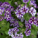 Sommerfloks 'Sugar Stars', Tætte klynger af duftende, blåviolette blomster med hvid stjerneaftegning.