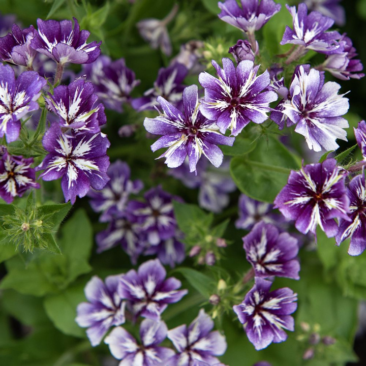 Sommerfloks 'Sugar Stars', Tætte klynger af duftende, blåviolette blomster med hvid stjerneaftegning.