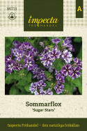 Sommerfloks 'Sugar Stars', Tætte klynger af duftende, blåviolette blomster med hvid stjerneaftegning.