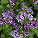 Sommerfloks 'Sugar Stars', Tætte klynger af duftende, blåviolette blomster med hvid stjerneaftegning.