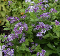 Sommerfloks 'Sugar Stars', Tætte klynger af duftende, blåviolette blomster med hvid stjerneaftegning.