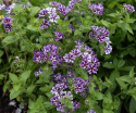 Sommerfloks 'Sugar Stars', Tætte klynger af duftende, blåviolette blomster med hvid stjerneaftegning.