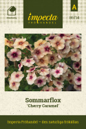 Sommerfloks 'Cherry Caramel', Honninggule og pudderlyserøde blomster med et mørkere øje i terracotta eller bordeaux.