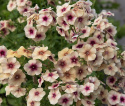 Sommerfloks 'Cherry Caramel', Honninggule og pudderlyserøde blomster med et mørkere øje i terracotta eller bordeaux.