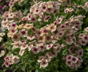 Sommerfloks 'Cherry Caramel', Honninggule og pudderlyserøde blomster med et mørkere øje i terracotta eller bordeaux.
