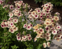 Sommerfloks 'Cherry Caramel', Honninggule og pudderlyserøde blomster med et mørkere øje i terracotta eller bordeaux.