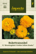 Haveranunkel F1 'Bloomingdale II Golden Yellow Shades', Tidligt blomstrende forårspragt med tæt fyldte,  appelsingule blomster.