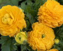 Haveranunkel F1 'Bloomingdale II Golden Yellow Shades', Tidligt blomstrende forårspragt med tæt fyldte,  appelsingule blomster.